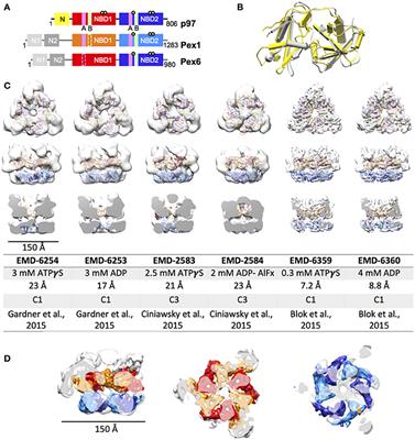 Structure and Function of p97 and Pex1/6 Type II AAA+ Complexes